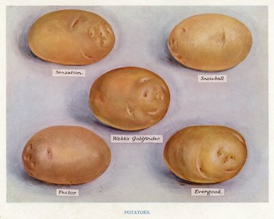 Sebze Yetiştirici Rehberi: Patates (renkli taş) by English School