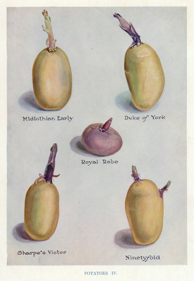 Sebze Yetiştiricileri Rehberi: Patates (renkli lito) by English School