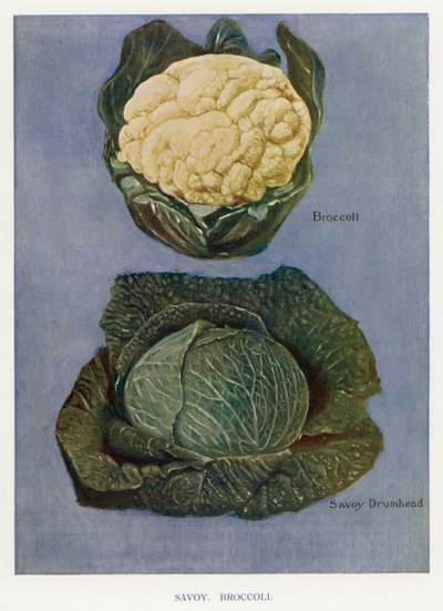 Sebze Yetiştirici Rehberi: Savoy, Brokoli (renkli taş) by English School