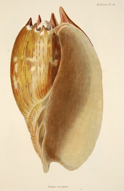 Mollusca ve Radiata