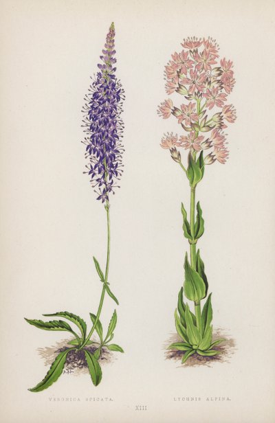 Veronica Spicata Alpina Lychnis (renkli taş) by English School