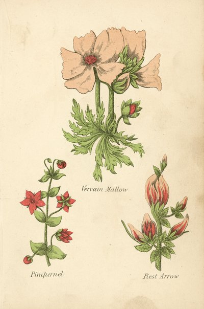 Mine Çiçeği Ebegümeci, Pimpernel, Dinlenme Oku (renkli taş baskı) by English School