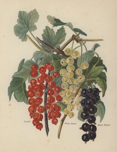 Victoria, Beyaz Hollanda, Kara Napoli by English School
