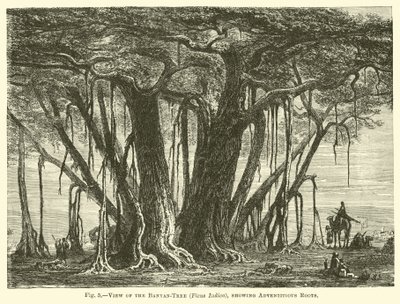Maceracı Kökleri gösteren Banyan Ağacının (Ficus Indica) görünümü by English School
