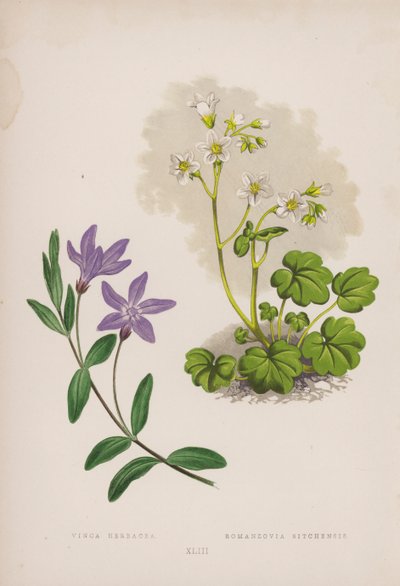 Vinca Herbacea; Romanzovia Sitchensis (renkli taş) by English School