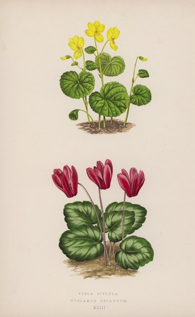 Viola Biflora; Siklamen Repandum (renkli lito) by English School