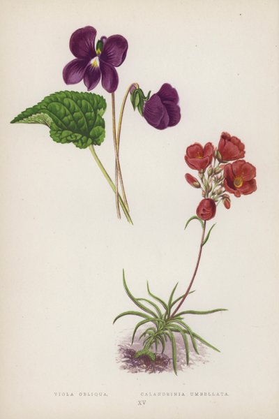 Viola Obliqua; Calandrinia Umbellata (renkli lito) by English School