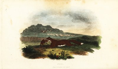 Av köpeği ağzında yavrusuyla kaçan Vixen by English School