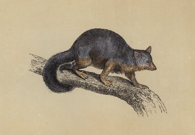 Vulpine Phalanger (renkli taş baskı) by English School