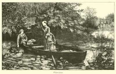 Su zambakları by English School