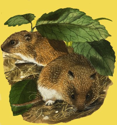 su fareleri by English School