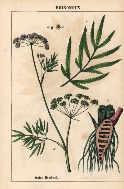 Yaprakları, kök yapısını ve çiçekleri gösteren su baldıran otu. Cicuta virüsü   , "Öğretici Resimli Kitap veya Sebze Dünyasından Dersler"den [Charlotte Mary Yonge], Edinburgh by English School