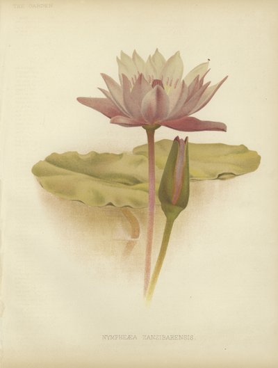 Nilüfer by English School
