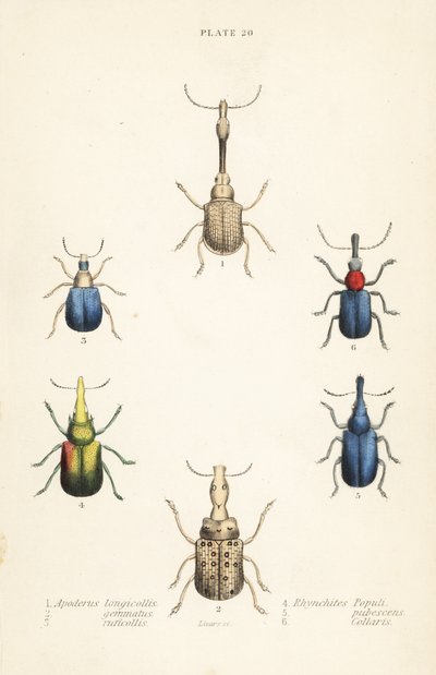 Böcekler: Attelabus longicollis 1, Attelabus gematus 2, Attelabus ruficollis 3, Byctiscus populi 4, Rhycnhites pubescens 5 ve Rhynchites yakalı 6 by English School