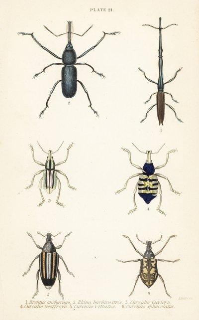 Weevils: Brentus ancharago 1, Rhina barbirostris 2, Curculio cuviera 3, Eupholus geoffroyi 4, Larinus ursus 5 ve Curculio sphacelatus 6 by English School