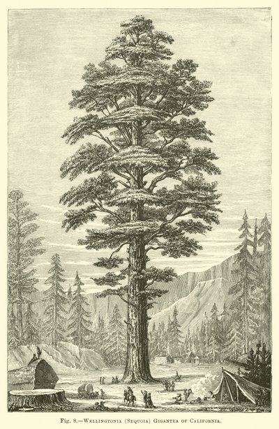 Wellingtonia (Sequoia) California Gigantea by English School