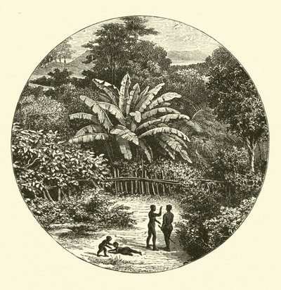 Batı Afrika by English School