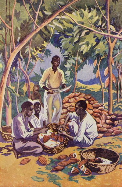Batı Afrika, Kakao Kapsüllerinin Açılması (renkli lito) by English School