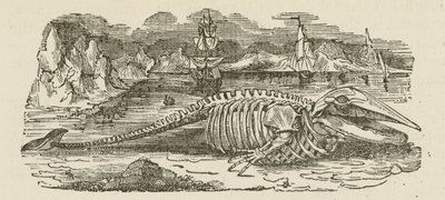 Balina İskeleti (gravür) by English School