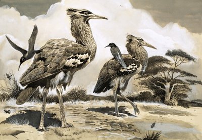 Arı kuşu yemek ararken, daha büyük olan Kori Bustard