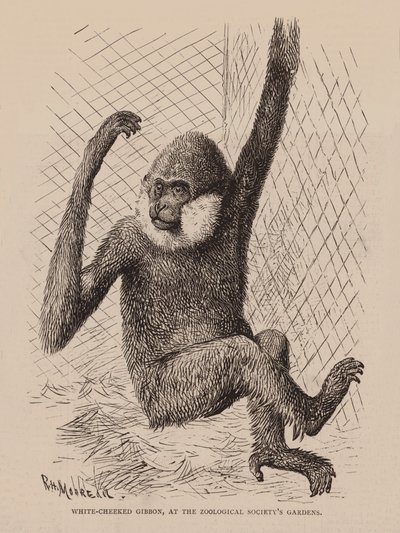 Beyaz Yanaklı Gibbon, Zooloji Derneği Bahçelerinde (gravür) by English School