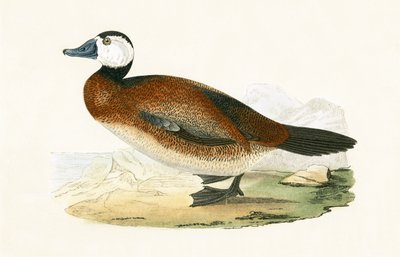 Beyaz Başlı Ördek, Charles Robert Bree (1811-86) tarafından 