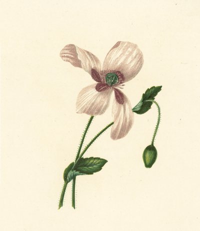 Beyaz Haşhaş, Papaver Somniferum (renkli lito) by English School