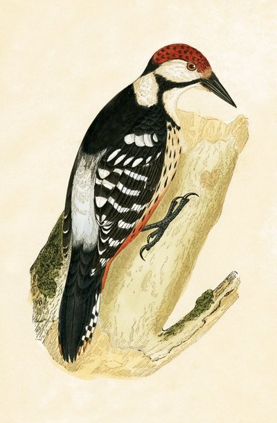 Beyaz Rumped Ağaçkakan, Charles Robert Bree (1811-86) tarafından 