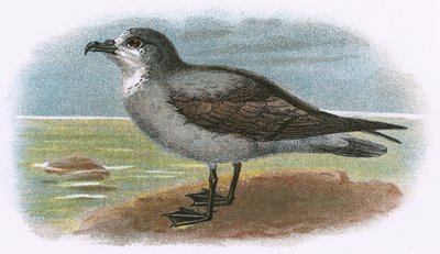 Beyaz boğazlı Gri Petrel by English School