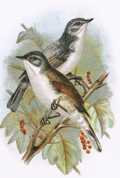 Whitethroat (altta) ve Lesser Whitethroat (üstte) by English School