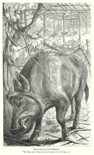 Filistin Yaban Domuzu (gravür) by English School