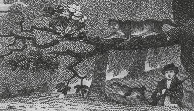 Vahşi Kedi (gravür) by English School