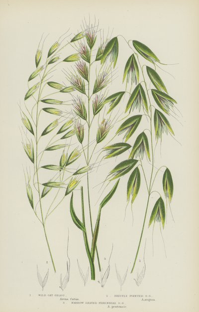 Yabani Yulaf Otu, Kıl Sivri Yulaf Otu, Dar Yapraklı Çok Yıllık Yulaf Otu (renkli litho) by English School