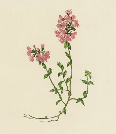 Yabani Kekik, Thymus Serpyllum (renkli lito) by English School