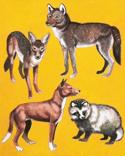 vahşi köpekler montaj by English School