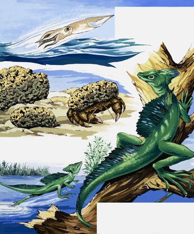 Wildlife montage by English School