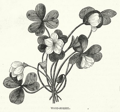 Wood-Sorrel (gravür) by English School