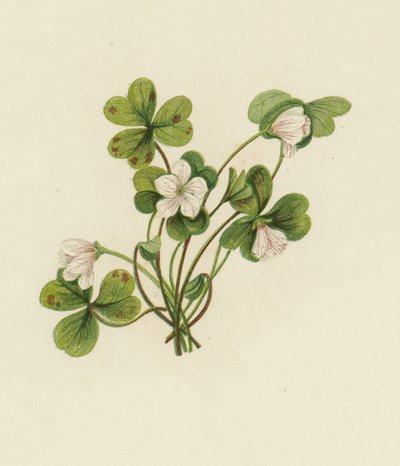 Odun Kuzukulağı, Oxalis Acetosella (renkli taş) by English School