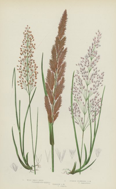 Ahşap Küçük Kamış, Mor Çiçekli Küçük Kamış, Dar Küçük Kamış (renkli lito) by English School