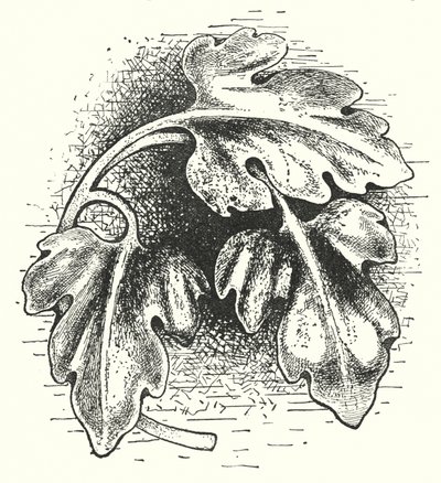 Ahşap oymacılığı: Yaprak (gravür) by English School