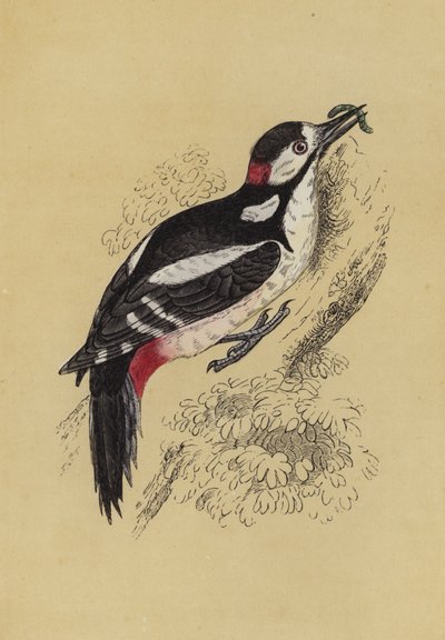 Ağaçkakan (renkli taş) by English School