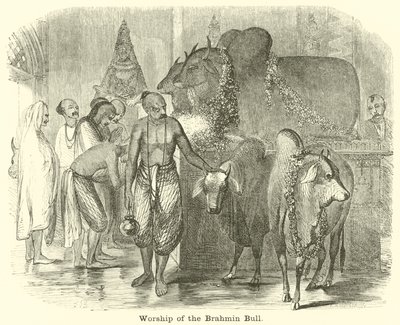 Brahman Boğasının İbadetleri by English School