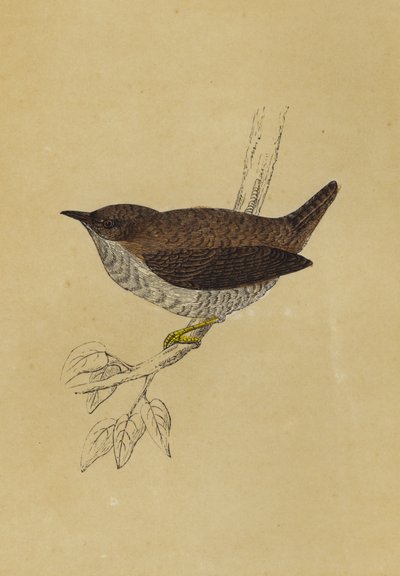 Wren (renkli lito) by English School