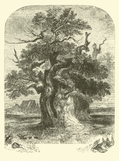 Yardley Meşe by English School