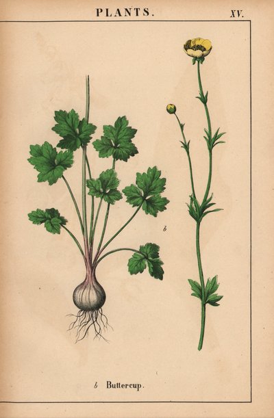Sarı düğün çiçeği  , "Öğretici Resimli Kitap veya Sebze Dünyasından Dersler"den [Charlotte Mary Yonge], Edinburgh by English School