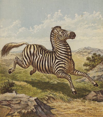 Zebra (renkli lito) by English School
