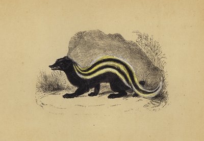 Zorilla (renkli lito) by English School