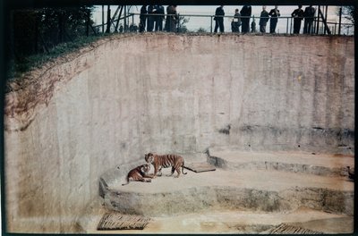 Whipsnade Zoo, Whipsnade, Central Bedfordshire, Central Bedfordshire, Birleşik Krallık by Eric Maybank