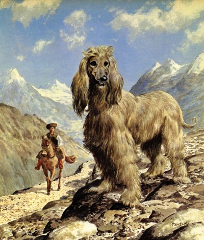 Afgan Tazısı (renkli lito) by Eric Tansley