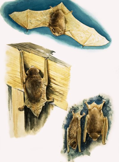 Yarasalar by Eric Tansley